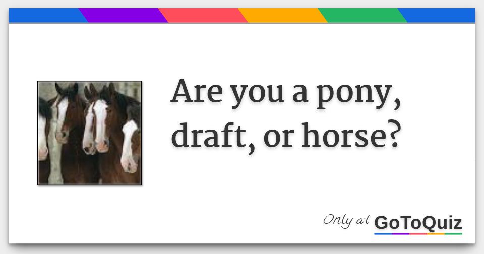 Are you a pony, draft, or horse?