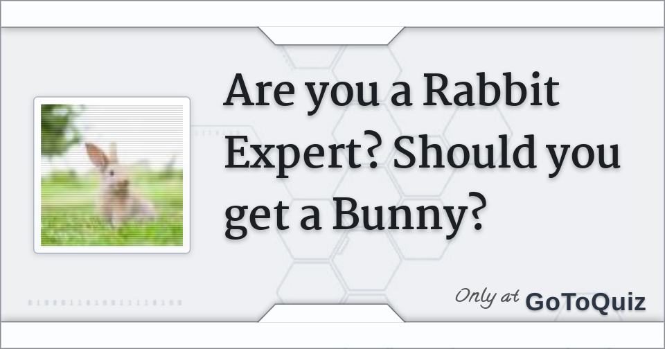 Are you a Rabbit Expert? Should you get a Bunny?