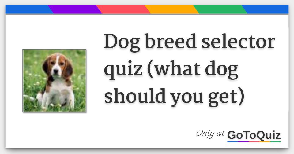 which dog should i get quiz