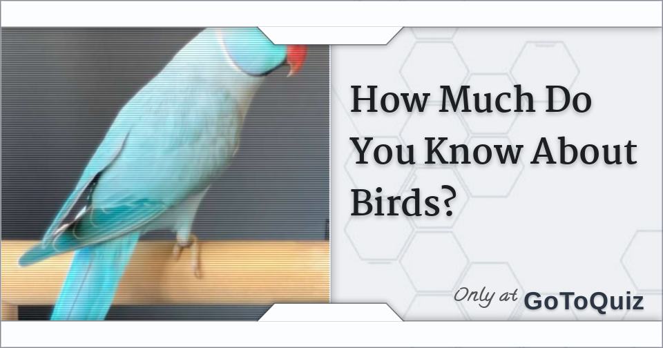 How Much Do You Know About Birds?