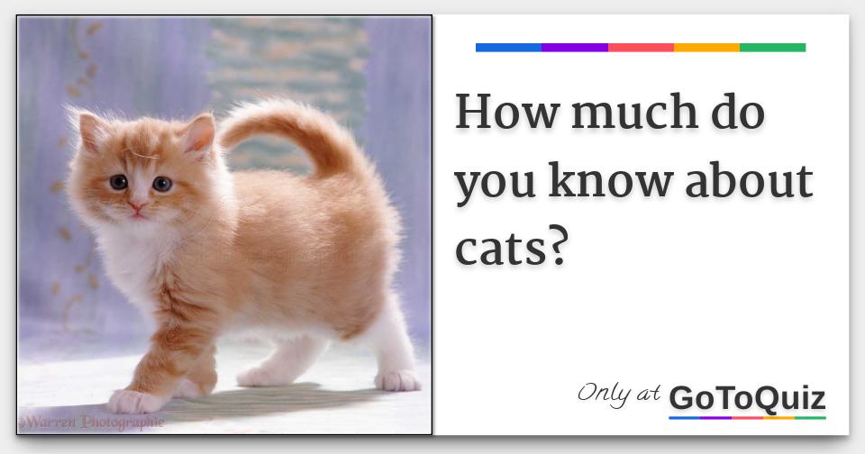 How much do you know about cats?