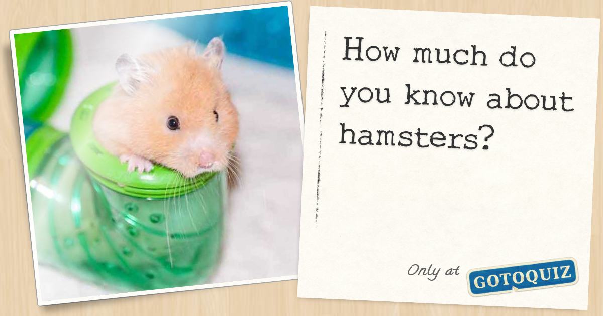 How much do you know about hamsters?