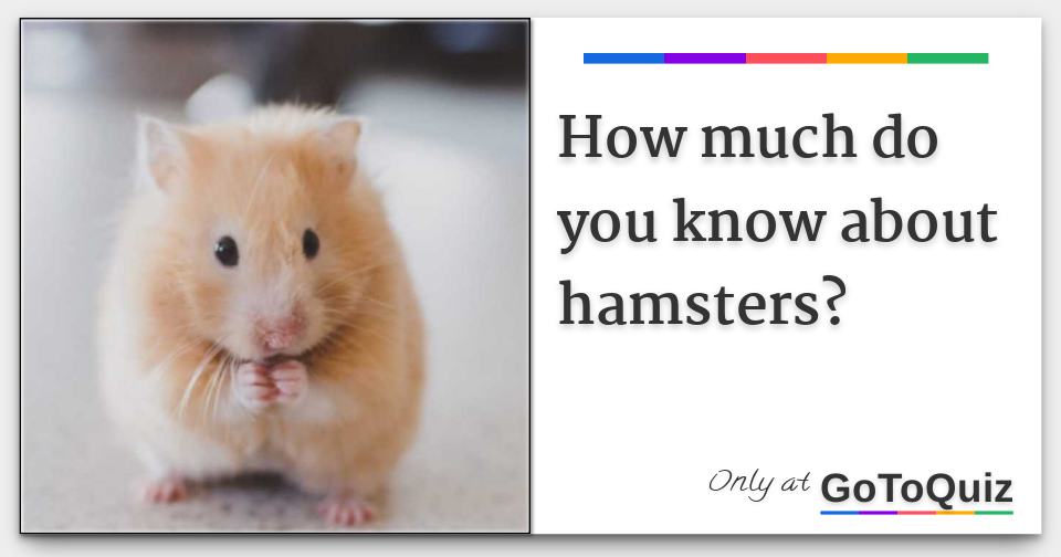 How Much Do You Know About Hamsters?