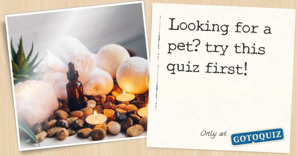 looking-for-a-pet-try-this-quiz-first