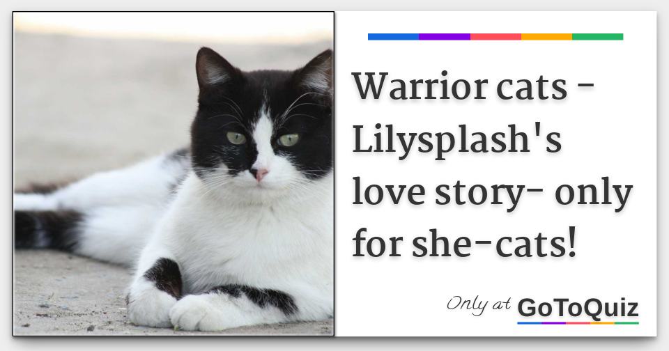 Warrior Cats Lilysplash S Love Story Only For She Cats