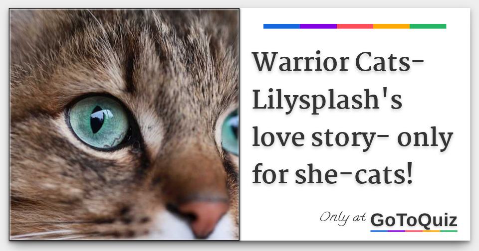 Warrior Cats Lilysplash S Love Story Only For She Cats