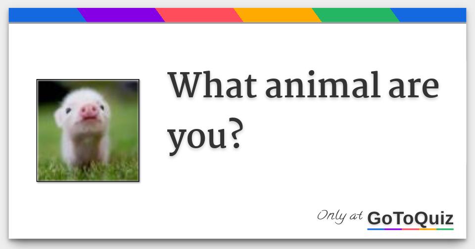 what-animal-are-you