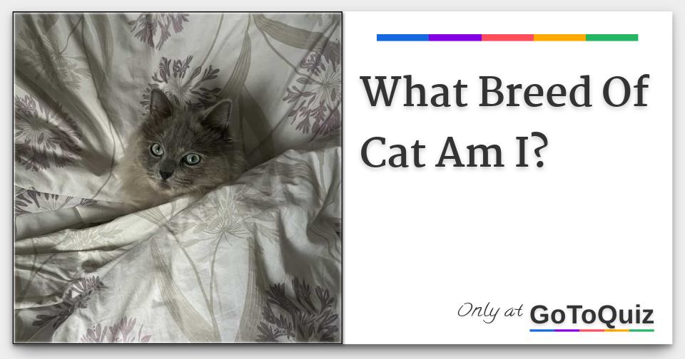 what-breed-of-cat-am-i