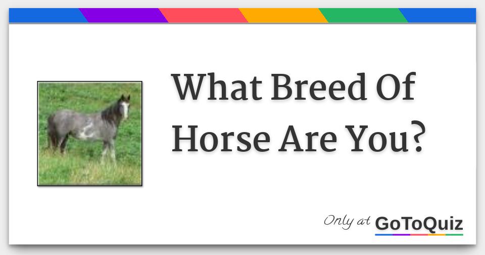 what-breed-of-horse-are-you