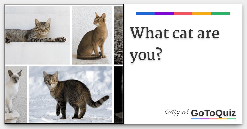 What cat are you?