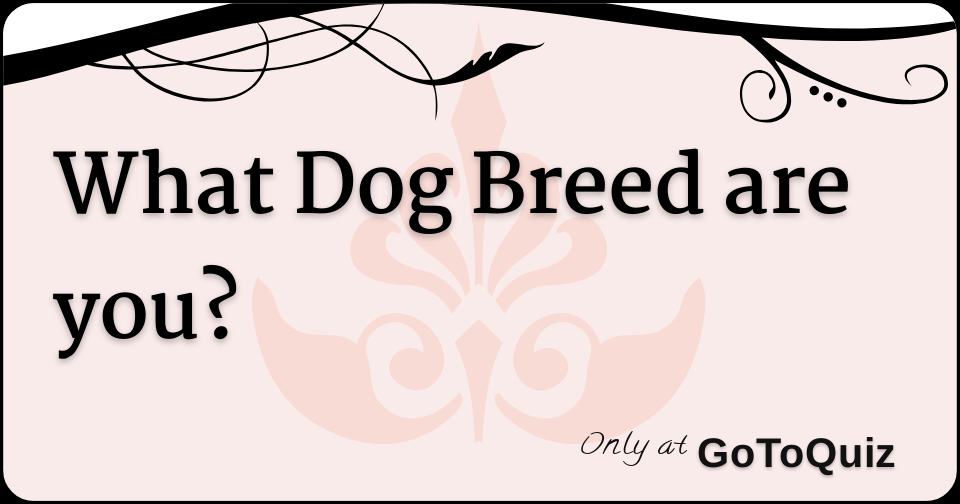 What Dog Breed are you?