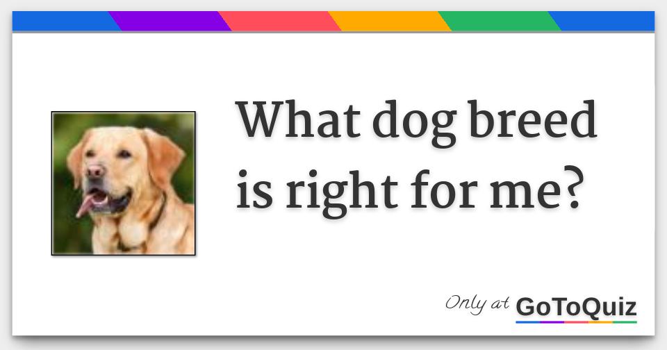 what breed is right for me