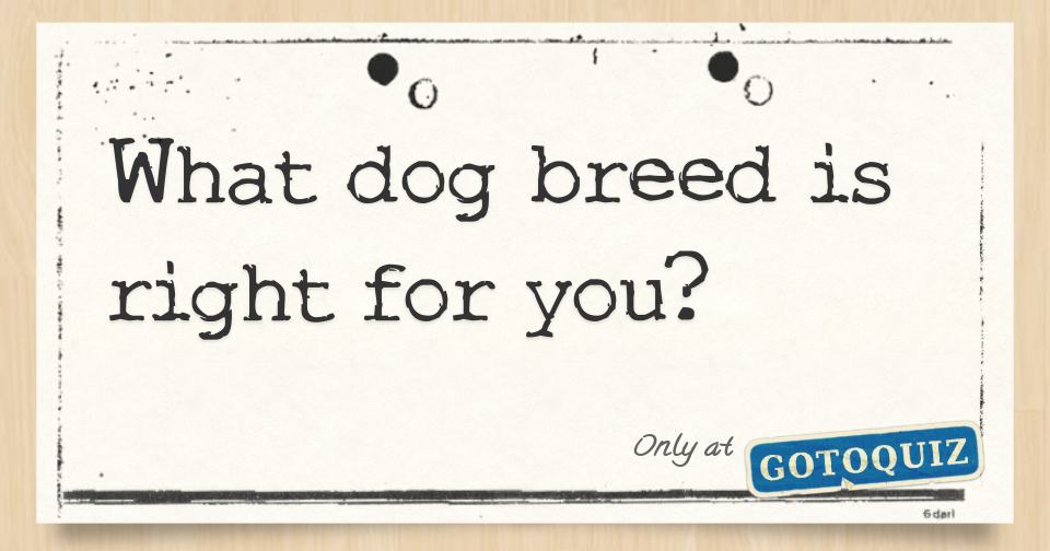 what-dog-breed-is-right-for-you