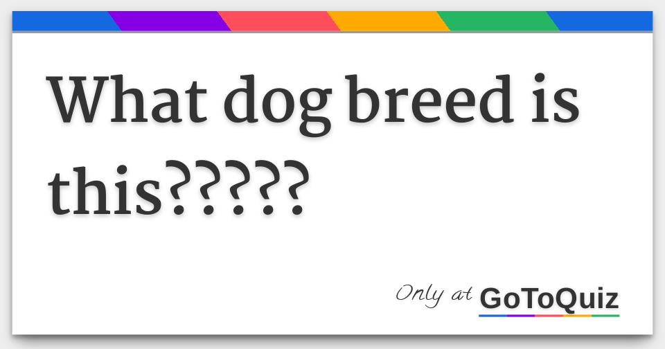 what-dog-breed-is-this