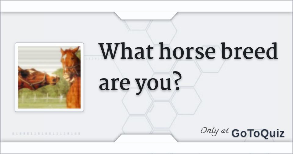 What horse breed are you?