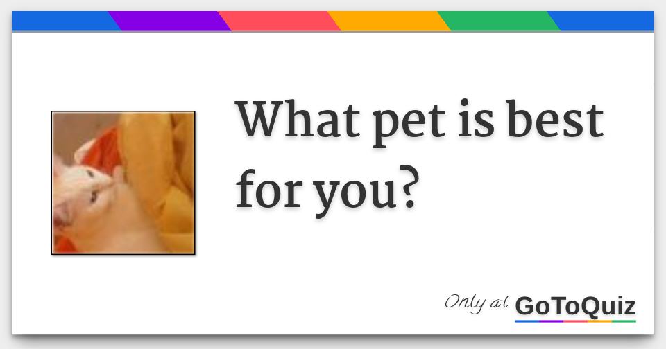 What Pet Is Best For You