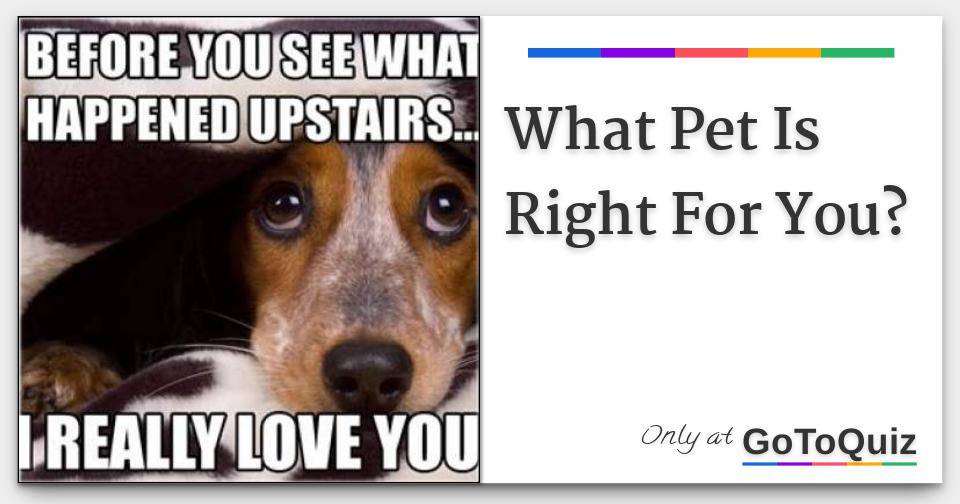 What Pet Is Right For Me Kid Quiz