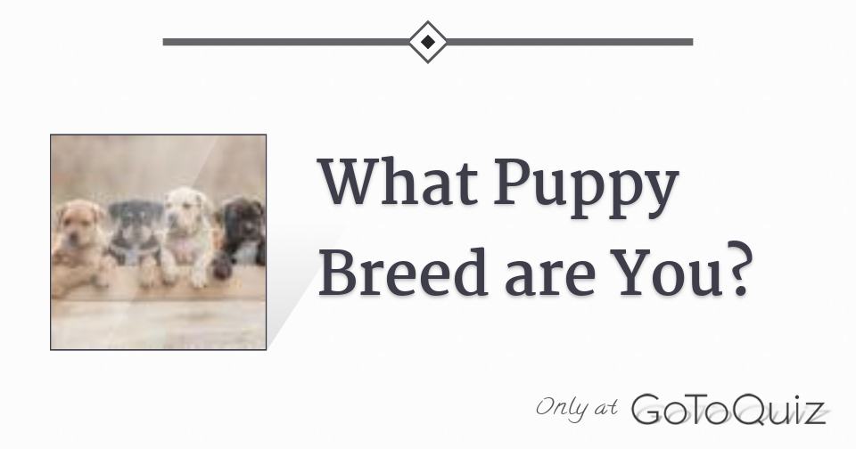 how to figure out puppy breed