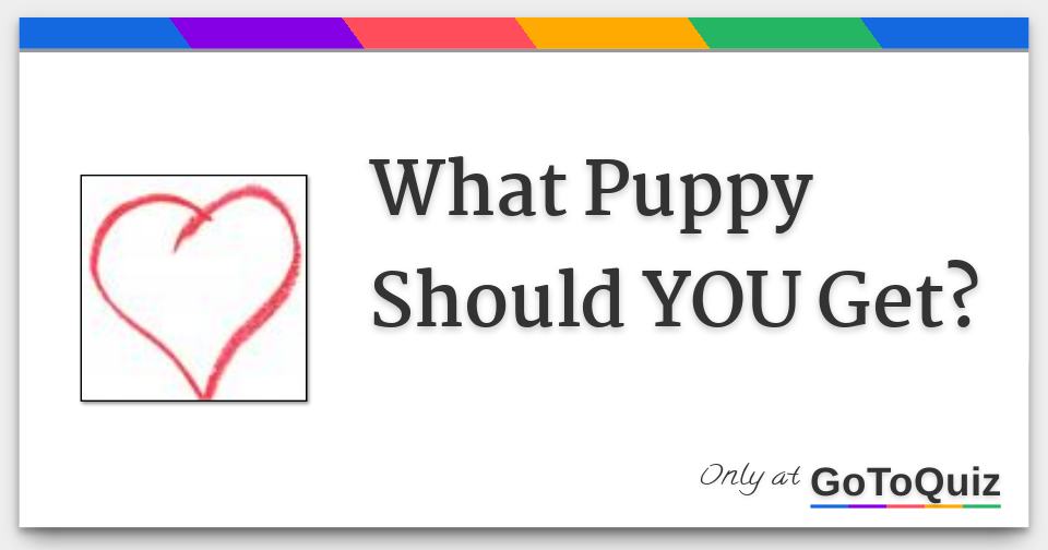 Results What Puppy Should YOU Get?