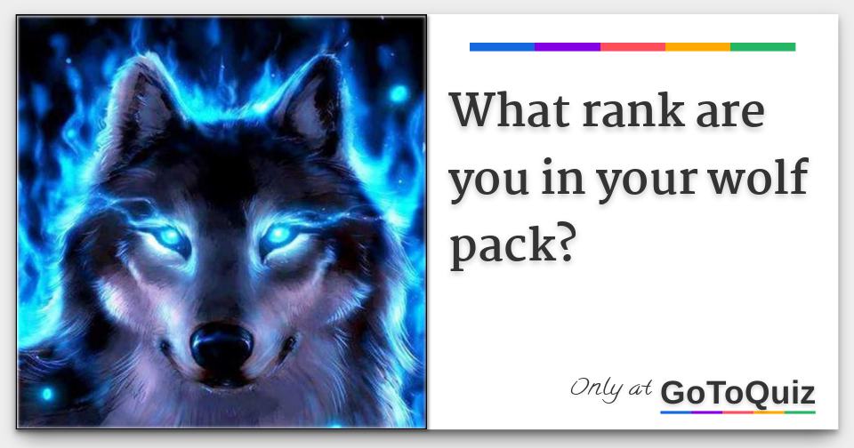 what-rank-are-you-in-your-wolf-pack