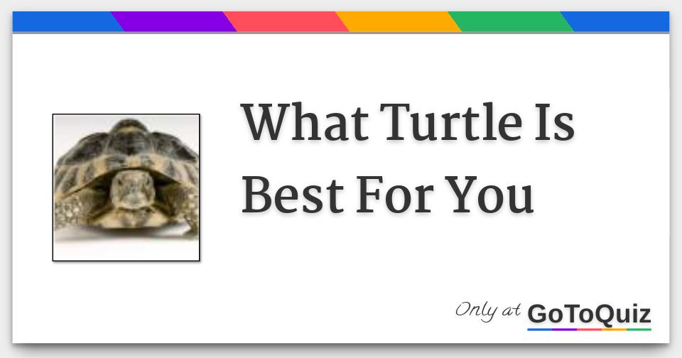 What Turtle Is Best For You