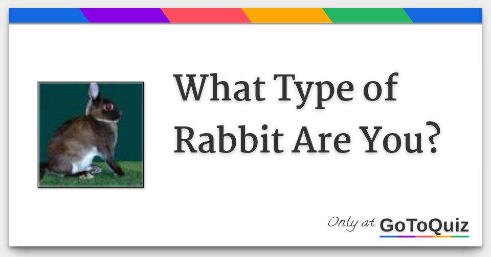 What Type of Rabbit Are You?