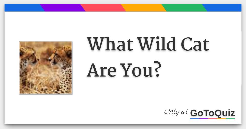 What Wild Cat Am I? Quiz