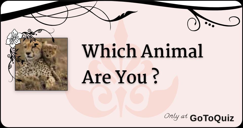 Which Animal Are You