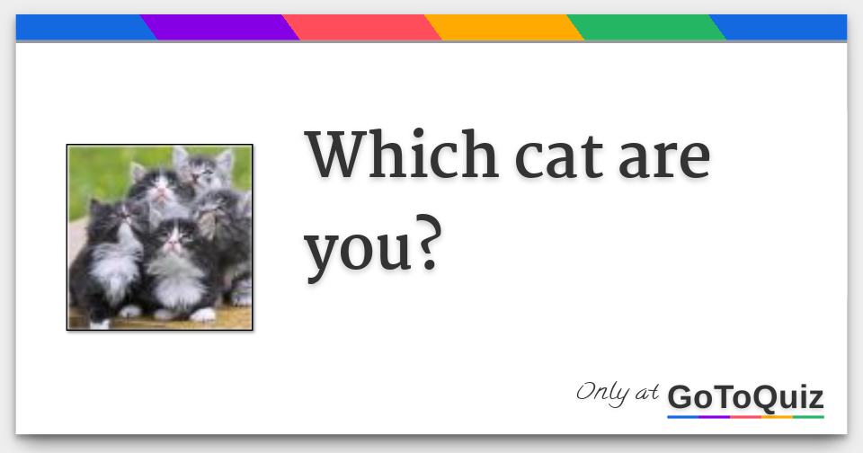 Which cat are you?