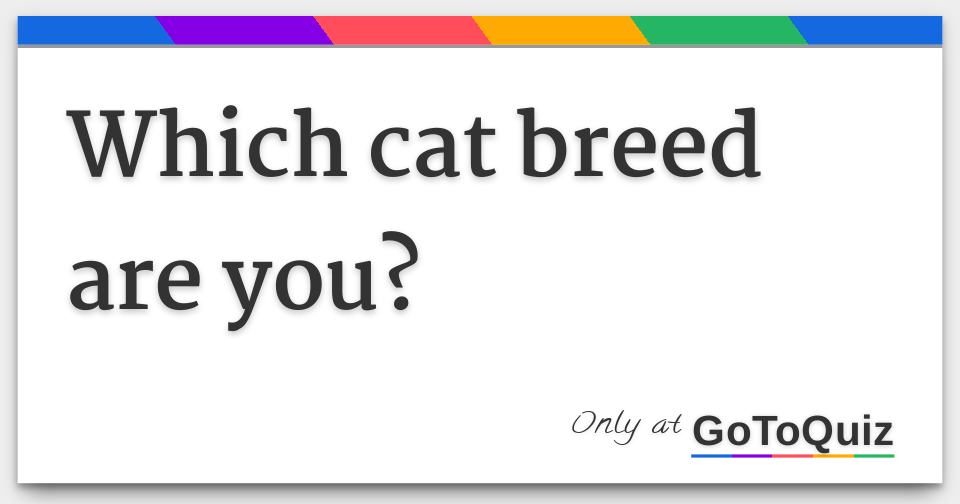 which-cat-breed-are-you