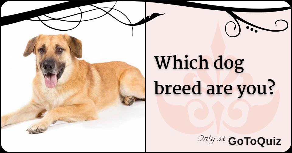 Which dog breed are you?