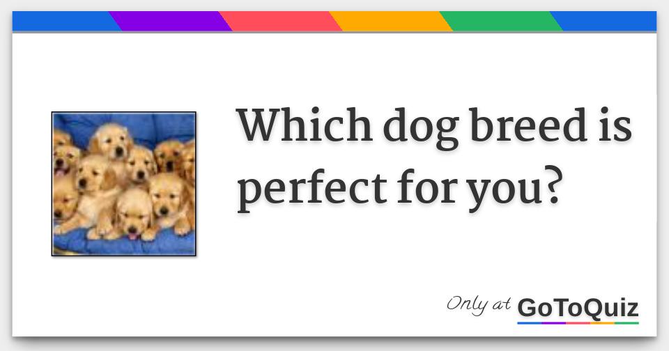 Find the Dog Breed that is Perfect for You