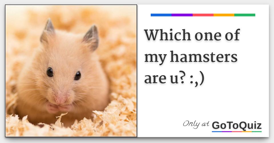 Which one of my hamsters are u? :,)