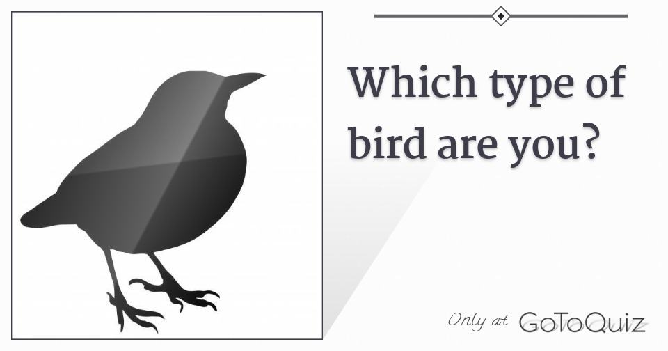 which-type-of-bird-are-you-comments-page-1