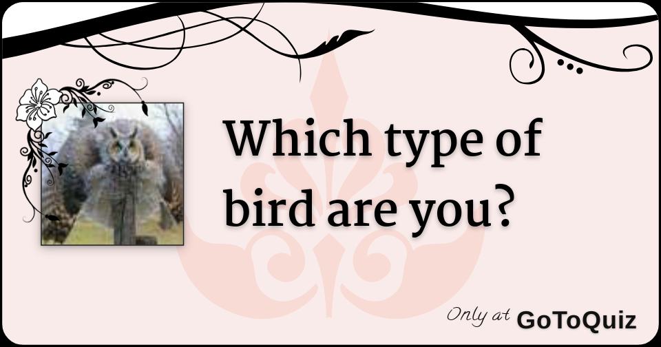 Which type of bird are you?