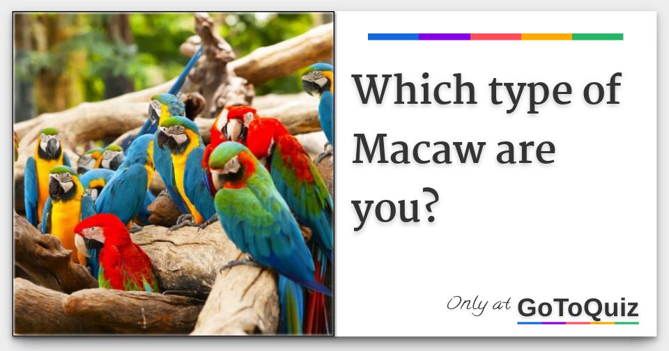 5 Fun Facts About The Macaws